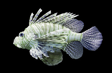 Image showing Pterois volitans, Lionfish - Isolated on black