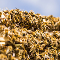 Image showing Bees!