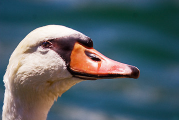 Image showing Closeup of a mute swan