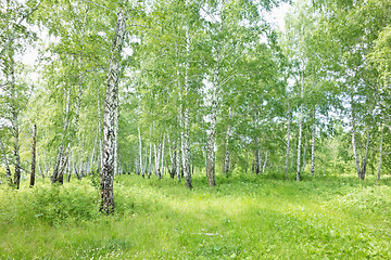 Image showing birch forest