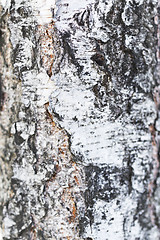 Image showing birch bark