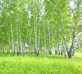 Image showing birch forest