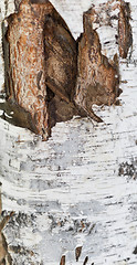 Image showing birch bark