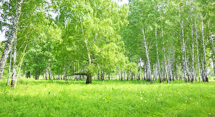 Image showing birch forest