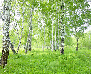 Image showing birch forest