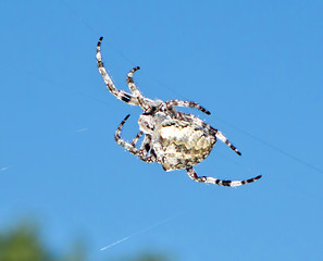 Image showing spider