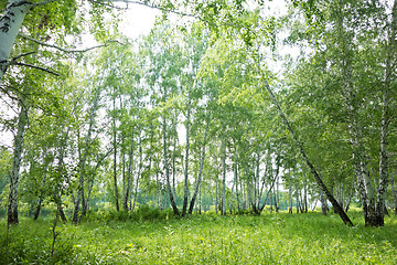 Image showing birch forest