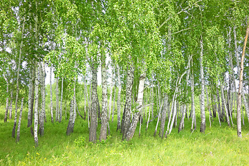 Image showing birch forest