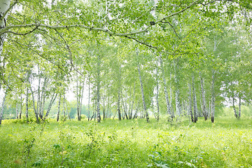 Image showing birch forest