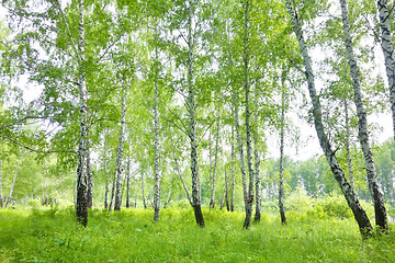 Image showing birch forest