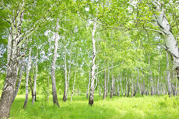 Image showing birch forest