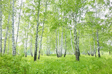 Image showing birch forest