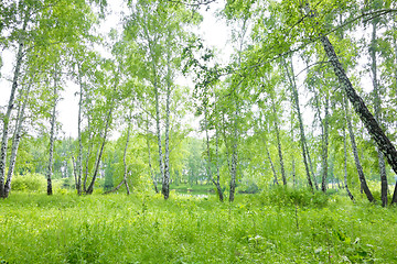 Image showing birch forest