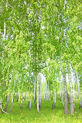 Image showing birch forest