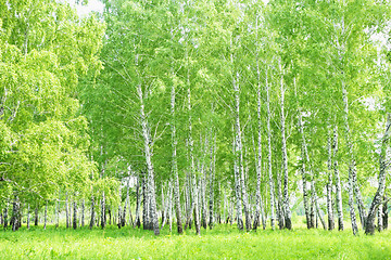 Image showing birch forest