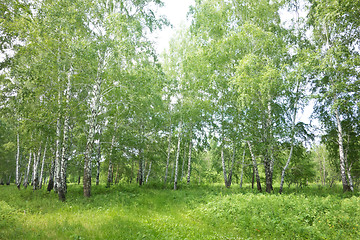 Image showing birch forest