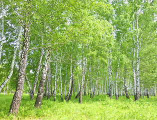 Image showing birch forest