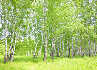 Image showing birch forest