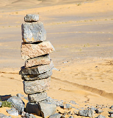 Image showing  bush old fossil in  the desert of morocco sahara and rock  ston