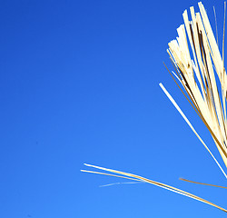 Image showing dead wood in the sky morocco africa winter