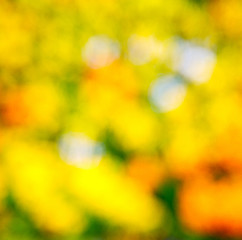 Image showing  white in london yellow flower field background