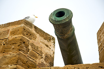 Image showing in africa morocco  green bronze cannon bird