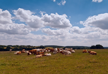 Image showing Group of cattle 