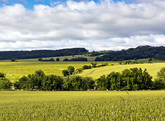 Image showing Summer landscape with green fields