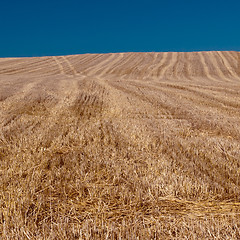 Image showing Harvested field