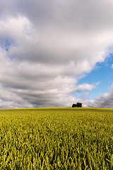 Image showing Summer landscape