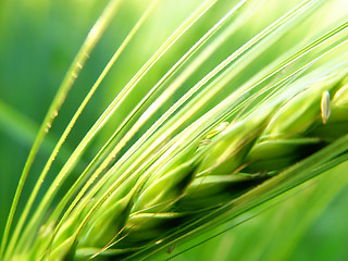 Image showing barley spike