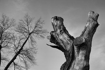 Image showing trunk and trees