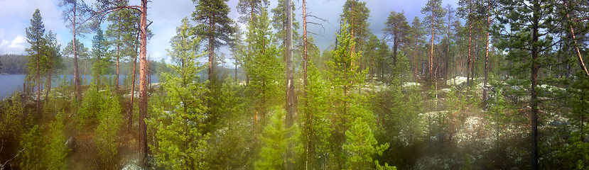 Image showing Norway forest