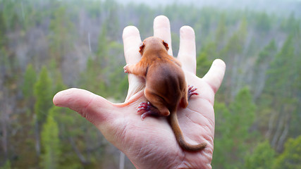 Image showing Little squirrel and view from his nest at habitat 1