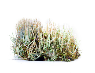 Image showing natural moss decoration on white background