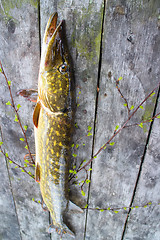 Image showing pike trophy fishing beautiful