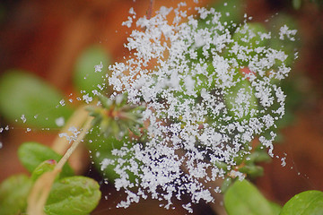 Image showing Snow on the web   return of winter