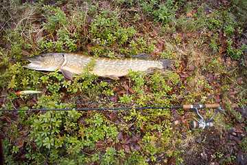 Image showing large trophy fishing pike fish