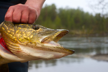 Image showing large pike in the shallows of rivers