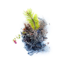 Image showing natural moss for compositions on white background