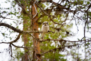 Image showing Hawk owl in taiga