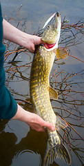 Image showing pike fishing on the Arctic rivers