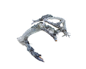 Image showing very old decrepit tree branch