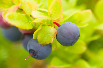 Image showing black very ripe berries of bilberry