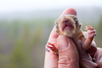 Image showing baby squirrel wild child