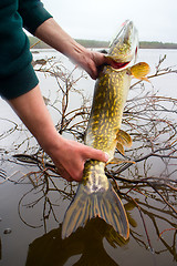 Image showing pike caught in the polar day