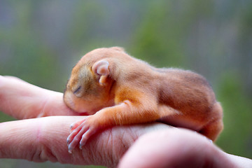 Image showing baby squirrel wild child