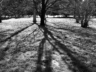 Image showing shadows trees