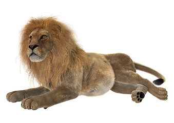 Image showing Male Lion