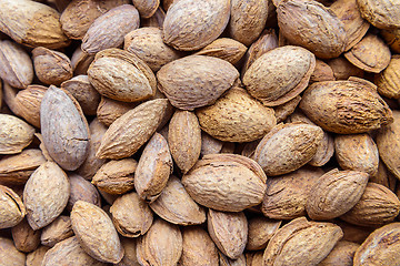 Image showing Almond